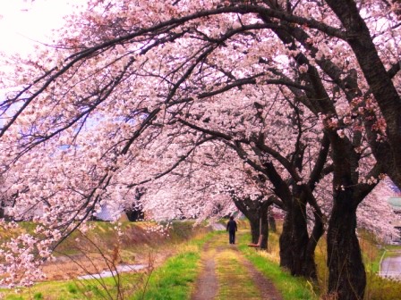 桜 春の季語 植物 季語めぐり 俳句歳時記