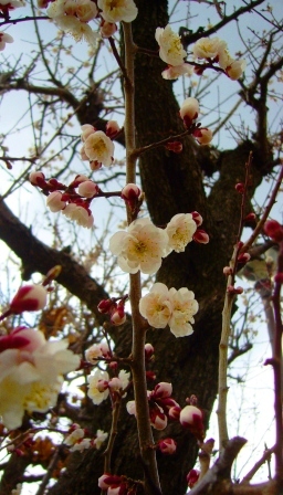 梅 春の季語 植物 季語めぐり 俳句歳時記