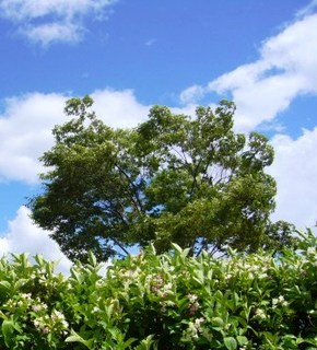 雷 夏の季語 天文 季語めぐり 俳句歳時記